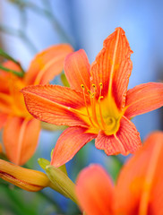 Hemerocallis - Beautiful daylily flowers blossom in the garden