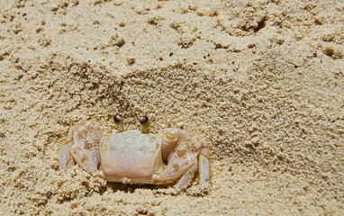 Krabbe im Sand