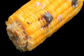 Corn rotten on black background