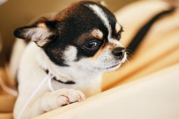 Chihuahua dog close up portrait