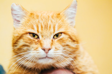 Close Up Head, Snout Of Peaceful Orange Red Tabby Cat Kitten