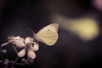 butterfly on  flower