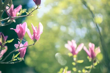 Tuinposter Pink magnolia blossom © skunevski