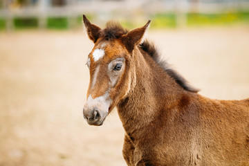Close Up Portrait Of Brown Foal