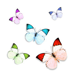 Butterfly Hebomoia glaucippe on the white isolated background