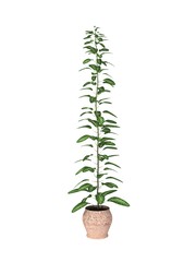 potted plant