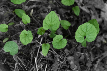 Green sprout growing from ground