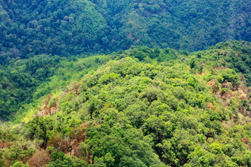 Fototapeta na wymiar Aerial view of the forest