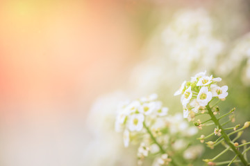 Spring flowers macro