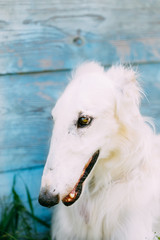 Obraz na płótnie Canvas Dog Russian Borzoi Wolfhound Close Up