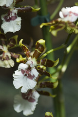 Exotic orchid picture