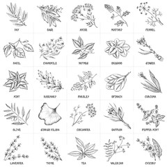 Hand drawn vector set of herbs and spices vintage illustrations. © chelovector