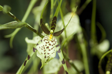Exotic orchid picture