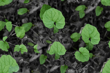 Green sprout growing from ground. Seamless Tileable Texture.