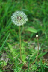 Dandelions