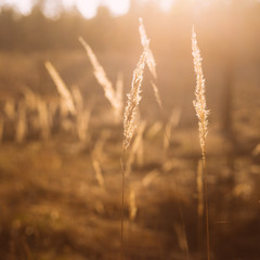 Obraz premium Dry Red Grass Field Meadow