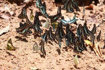 Group of  butterfly on the ground