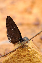 Common Indian Crow butterfly (Euploea core Lucus)