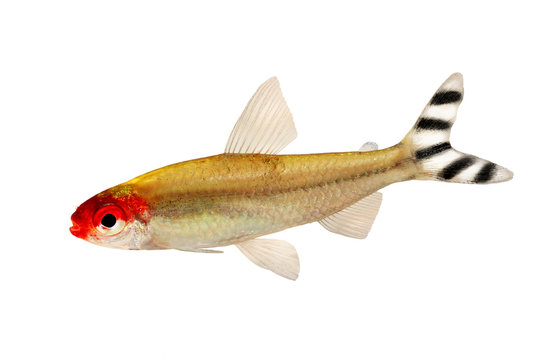 Aquarium fish Rummy-nose Tetra Hemigrammus rhodostomus bleheri freshwater 