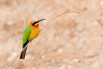African Bee Eater at  Chobe River, Botswana