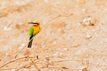 African Bee Eater at  Chobe River, Botswana