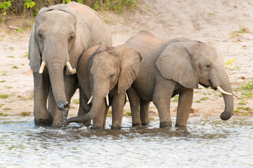 Fototapeta premium Elephants at the bank of Chobe river in Botswana