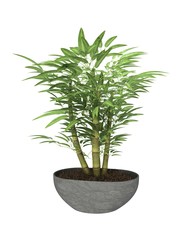potted plant
