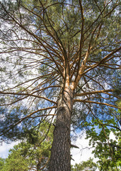 Forest landscape with pine trees and blue sky
