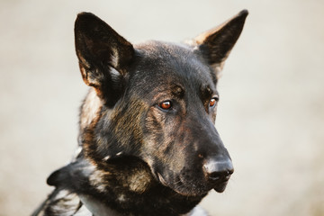 German Shepherd Dog Close Up 