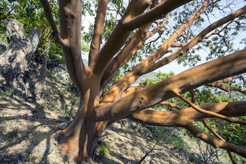 A tree with bare branches on the hillside.