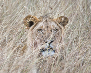 East African Lion (Panthera leo nubica)