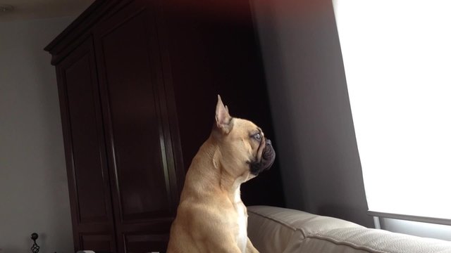 bouledogue fran&ccedil;ais regardant par la fen&ecirc;tre,
surveillant la maison