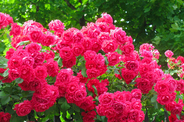 Climbing rose in luxuriant full bloom