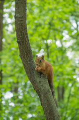 Naklejka na ściany i meble Red squirrel eating a nut in the park