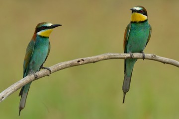 Gruccioni