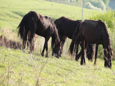 Small herd of horses feeding