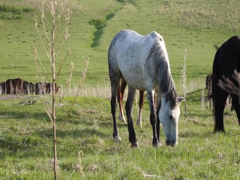 Small herd of horses feeding