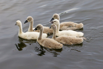 The family of six young swans is swimming