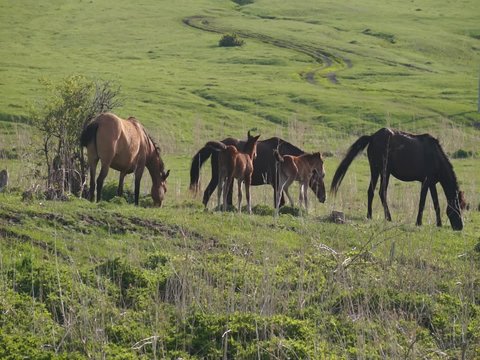 Small herd of horses feeding