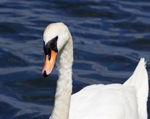 The beautiful female mute swan is swimming somewhere