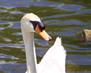 Obraz premium The close-up of the male mute swan in the lake