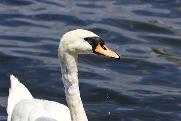 Beautiful female mute swan is looking for something