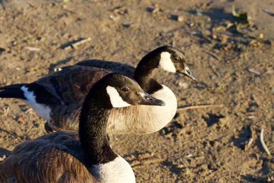 The portrait of the cute beautiful Canada goose