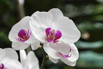 Naklejka na ściany i meble thai orchids 