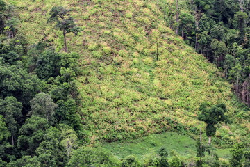 Aerial view of the forest