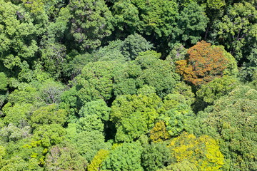 Naklejka premium Aerial view of the forest