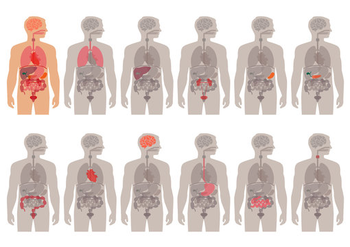 Human Body Anatomy, Vector Medical Organs System, 