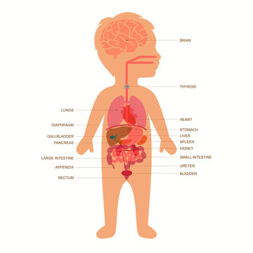 human body anatomy,  child vector medical organs system, 