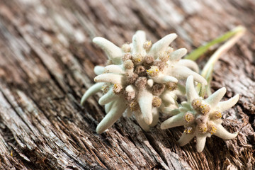 Edelweiss on wooden background