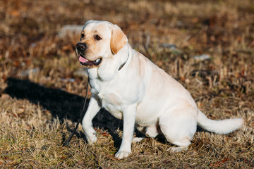 Beautiful White Labrador Lab Dog Outdoor Portrait